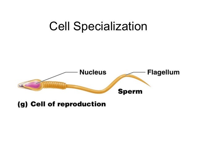 what is cell specialization