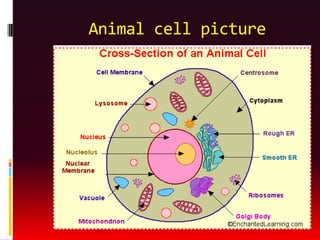 Animal cell picture
 