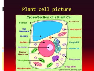 Plant cell picture
 