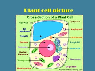 Plant cell picture
 