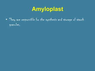 Amyloplast
• They are responsible for the synthesis and storage of starch
  granules.
 
