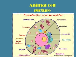 Animal cell
  picture
 