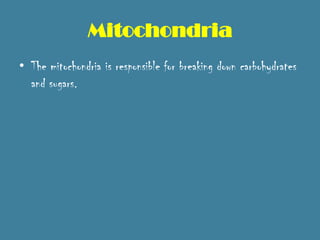 Mitochondria
• The mitochondria is responsible for breaking down carbohydrates
  and sugars.
 