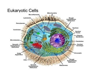 Eukaryotic Cells
 