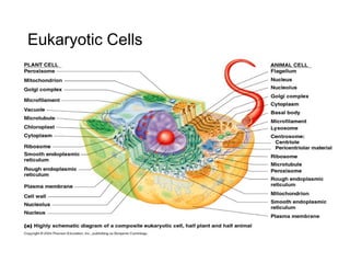 Eukaryotic Cells
 