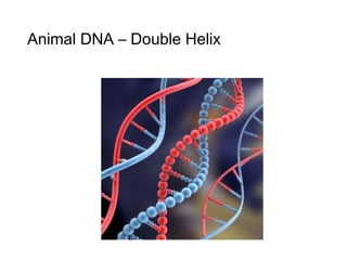 Animal DNA – Double Helix
 