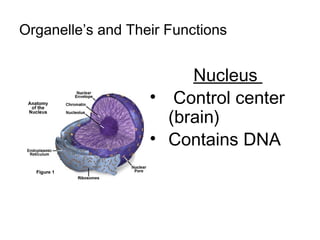 Organelle’s and Their Functions
Nucleus
• Control center
(brain)
• Contains DNA
 