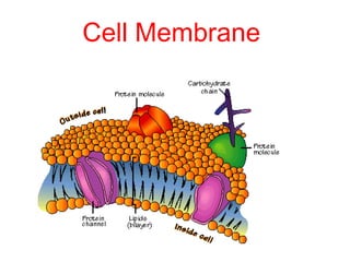 Cell Membrane
 