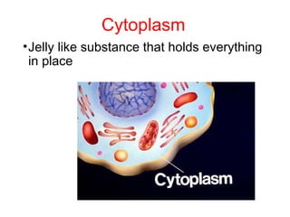 Cytoplasm
•Jelly like substance that holds everything
in place
 