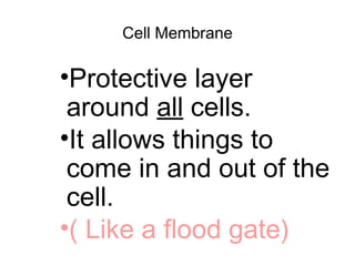 Cell Membrane
•Protective layer
around all cells.
•It allows things to
come in and out of the
cell.
•( Like a flood gate)
 