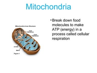 Mitochondria
•Break down food
molecules to make
ATP (energy) in a
process called cellular
respiration
 