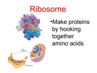 Ribosome
•Make proteins
by hooking
together
amino acids
 