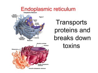 Endoplasmic reticulum
Transports
proteins and
breaks down
toxins
 