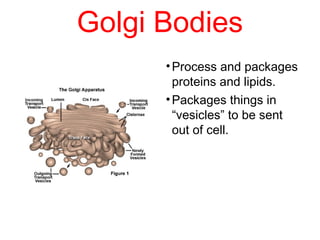 Golgi Bodies
•Process and packages
proteins and lipids.
•Packages things in
“vesicles” to be sent
out of cell.
 