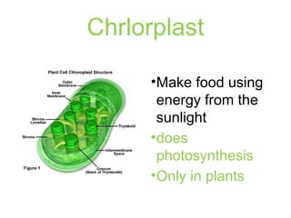 Chrlorplast
•Make food using
energy from the
sunlight
•does
photosynthesis
•Only in plants
 