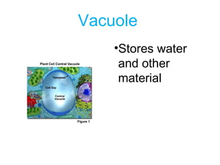 Vacuole
•Stores water
and other
material
 