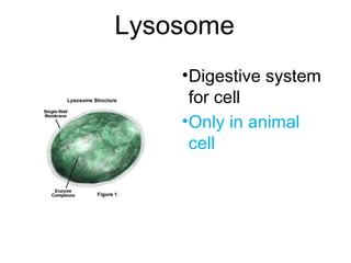 Lysosome
•Digestive system
for cell
•Only in animal
cell
 