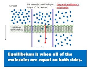 Equilibrium is when all of the
molecules are equal on both sides.
 