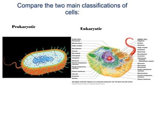 Compare the two main classifications of
cells:
Prokaryotic
Eukaryotic
 