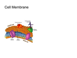 Cell Membrane
 