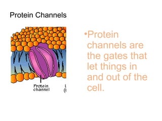 Protein Channels
•Protein
channels are
the gates that
let things in
and out of the
cell.
 