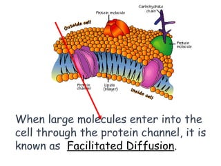 When large molecules enter into the
cell through the protein channel, it is
known as Facilitated Diffusion.
 