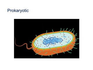 Prokaryotic
 