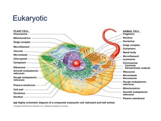 Eukaryotic
 