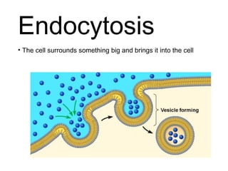 Endocytosis
• The cell surrounds something big and brings it into the cell
 