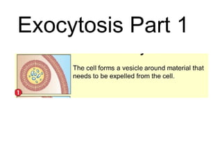 Exocytosis Part 1
 