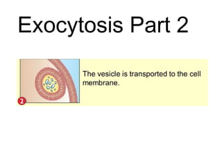 Exocytosis Part 2
 