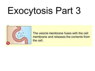 Exocytosis Part 3
 
