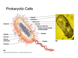Prokaryotic Cells
 