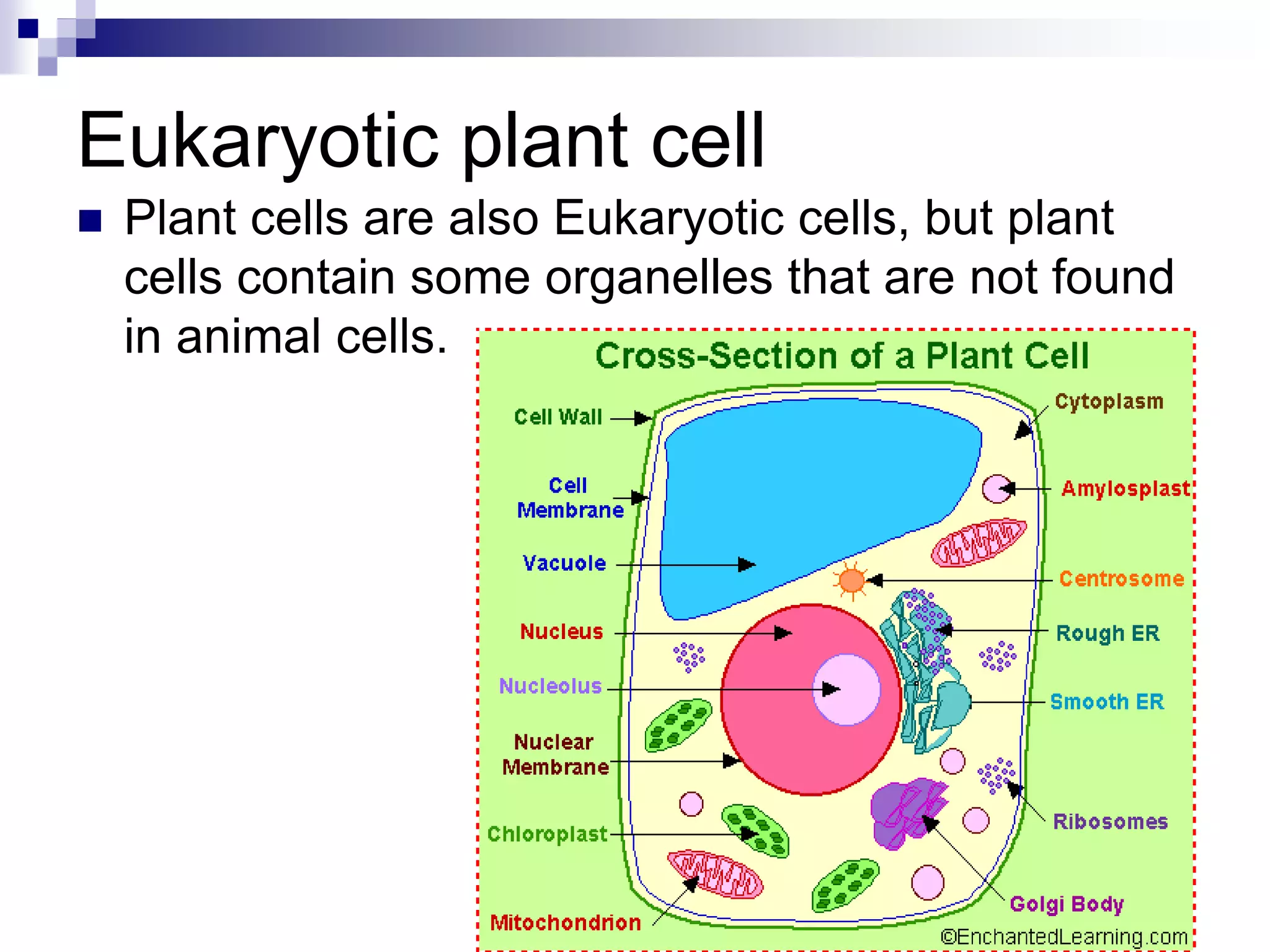 cells ppt.ppt