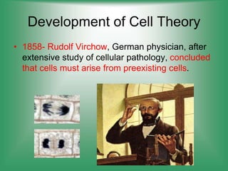Development of Cell Theory
• 1858- Rudolf Virchow, German physician, after
extensive study of cellular pathology, concluded
that cells must arise from preexisting cells.
 