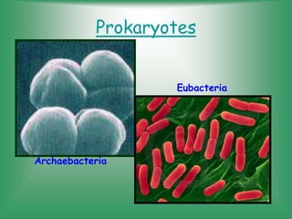 Prokaryotes
Archaebacteria
Eubacteria
 
