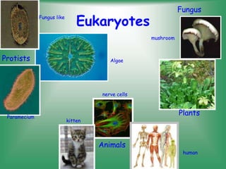 Eukaryotes
Protists Algae
Fungus like
Paramecium
human
nerve cells
kitten
Animals
Fungus
Plants
mushroom
 