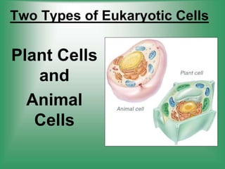 Two Types of Eukaryotic Cells
Plant Cells
and
Animal
Cells
 