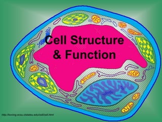Cell Structure
& Function
http://koning.ecsu.ctstateu.edu/cell/cell.html
 