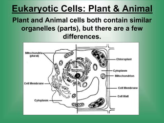Eukaryotic Cells: Plant & Animal
Plant and Animal cells both contain similar
organelles (parts), but there are a few
differences.
 