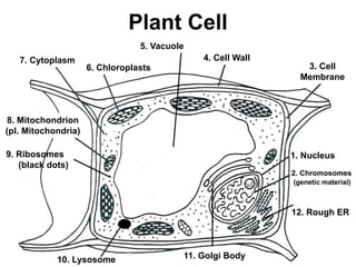 Plant Cell
1. Nucleus
2. Chromosomes
(genetic material)
3. Cell
Membrane
4. Cell Wall
6. Chloroplasts
7. Cytoplasm
8. Mitochondrion
(pl. Mitochondria)
9. Ribosomes
(black dots)
5. Vacuole
10. Lysosome 11. Golgi Body
12. Rough ER
 