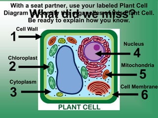 With a seat partner, use your labeled Plant Cell
Diagram to identify the organelles of this Plant Cell.
Be ready to explain how you know.
1
Cell Wall
2
Chloroplast
3
Cytoplasm
4
Nucleus
5
Mitochondria
6
Cell Membrane
What did we miss?
 