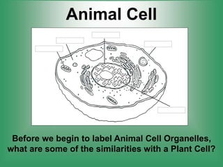 Animal Cell
Before we begin to label Animal Cell Organelles,
what are some of the similarities with a Plant Cell?
 