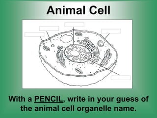Animal Cell
With a PENCIL, write in your guess of
the animal cell organelle name.
 