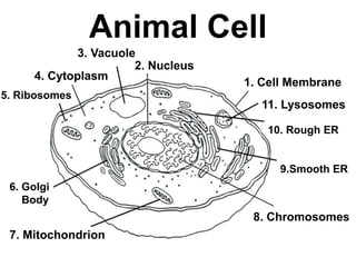 Animal Cell
2. Nucleus
8. Chromosomes
1. Cell Membrane
4. Cytoplasm
7. Mitochondrion
3. Vacuole
5. Ribosomes
10. Rough ER
9.Smooth ER
6. Golgi
Body
11. Lysosomes
 