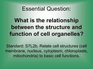Essential Question:
What is the relationship
between the structure and
function of cell organelles?
Standard: S7L2b. Relate cell structures (cell
membrane, nucleus, cytoplasm, chloroplasts,
mitochondria) to basic cell functions.
 