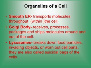 Organelles of a Cell
• Smooth ER- transports molecules
throughout (within )the cell.
• Golgi Body- receives, processes,
packages and ships molecules around and
out of the cell.
• Lysosomes- breaks down food particles,
invading objects, or worn out cell parts.
they are also called suicidal bags of the
cells
 
