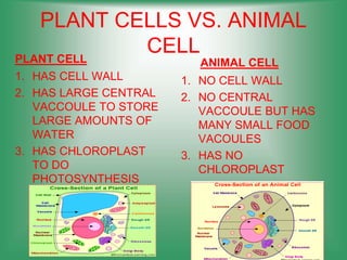 PLANT CELLS VS. ANIMAL
CELL
PLANT CELL
1. HAS CELL WALL
2. HAS LARGE CENTRAL
VACCOULE TO STORE
LARGE AMOUNTS OF
WATER
3. HAS CHLOROPLAST
TO DO
PHOTOSYNTHESIS
ANIMAL CELL
1. NO CELL WALL
2. NO CENTRAL
VACCOULE BUT HAS
MANY SMALL FOOD
VACOULES
3. HAS NO
CHLOROPLAST
 