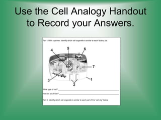 Use the Cell Analogy Handout
to Record your Answers.
Cell Organelle Analogies Name ___________________ Date _____ Period ___
Part I: With a partner, identify which cell organelle is similar to each factory job.
What type of cell? ___________________________________________________________
How do you know? __________________________________________________________
Part II: Identify which cell organelle is similar to each part of the “cell city” below.
 