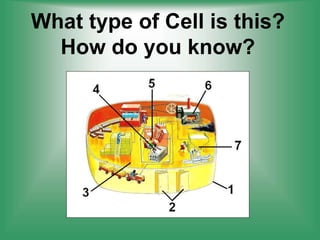 What type of Cell is this?
How do you know?
 